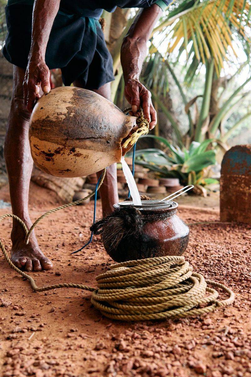 Coconut: Creamy Curry Base in Thailand vs. Fermented Toddy in West Africa