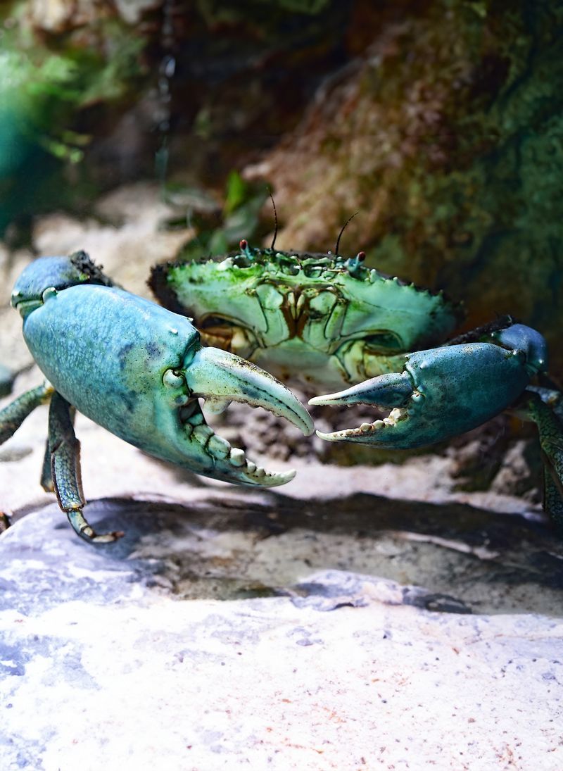 Crab