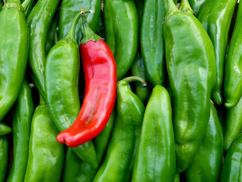 New Mexico vs. Texas Green Chile