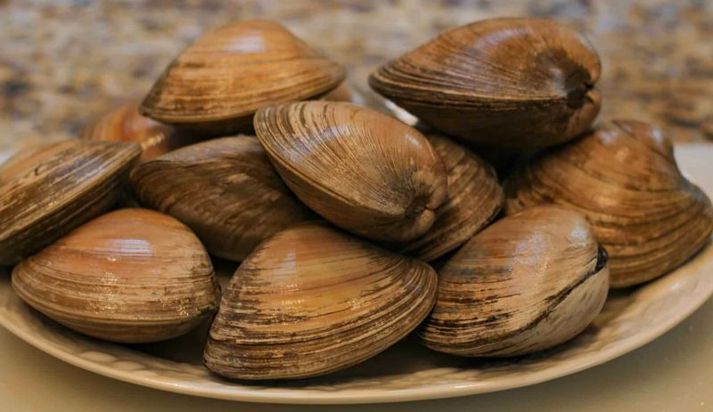 Boston vs. Manhattan Clam Chowder