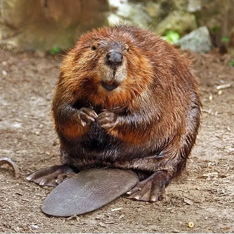 Vanilla Flavoring Often Comes from Beaver Glands