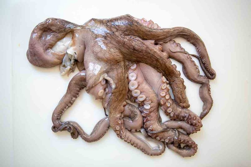 Octopus