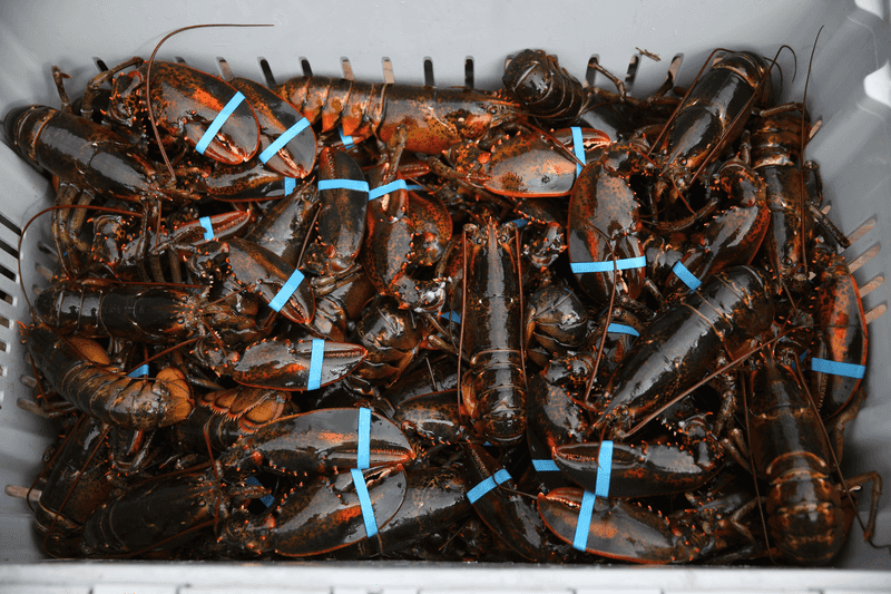 Lobster