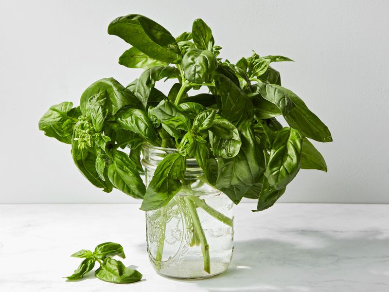 Fresh Basil