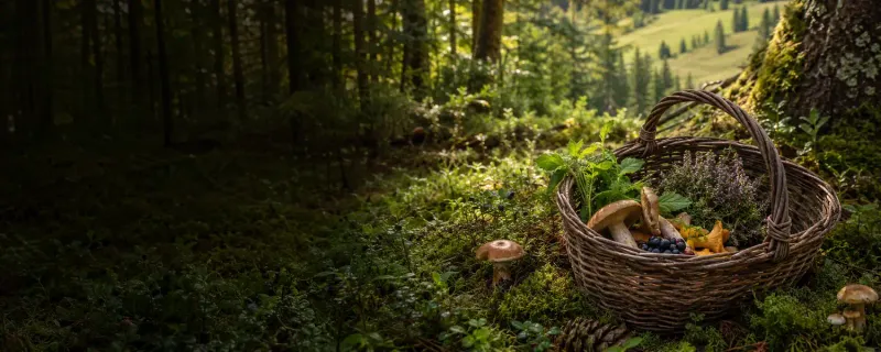 Foraging Wild Foods