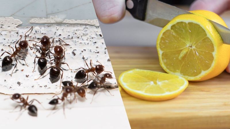 Repel Insects with Lemon Peel Barriers