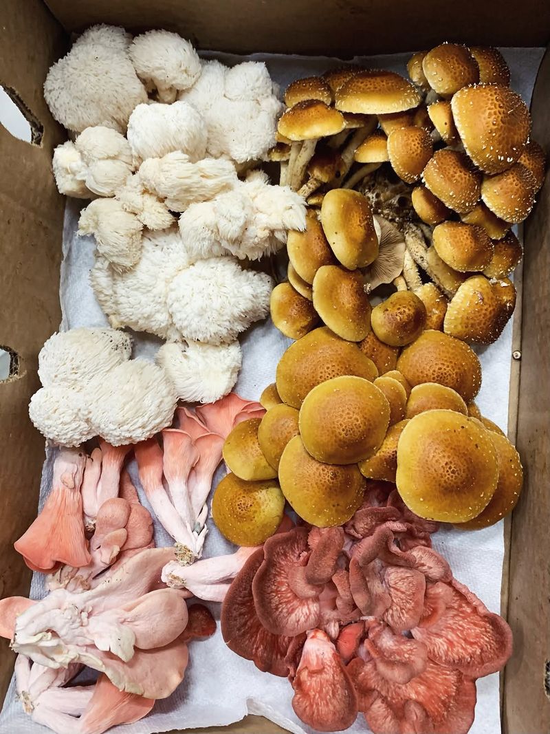 Mushroom Mania