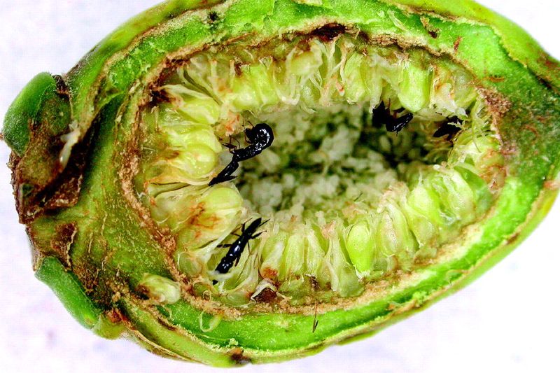 Figs Contain Tiny Wasps