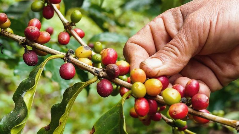 Coffee Is Actually a Fruit