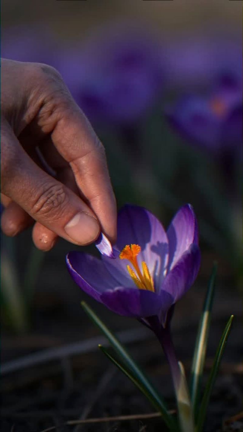 The World's Most Expensive Spice Is Saffron