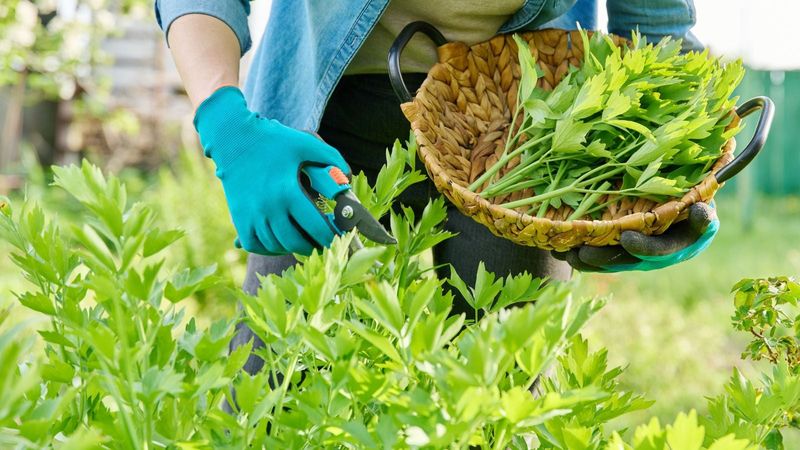 Lovage