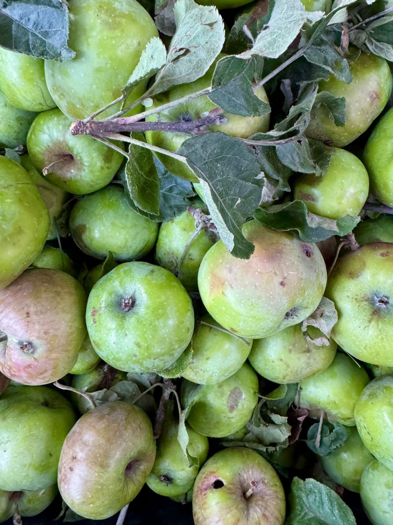 Bramley Apples