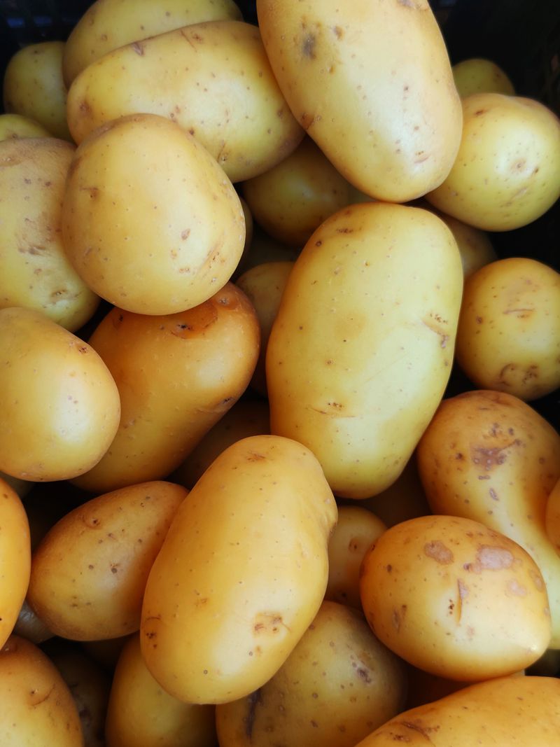 Estima
