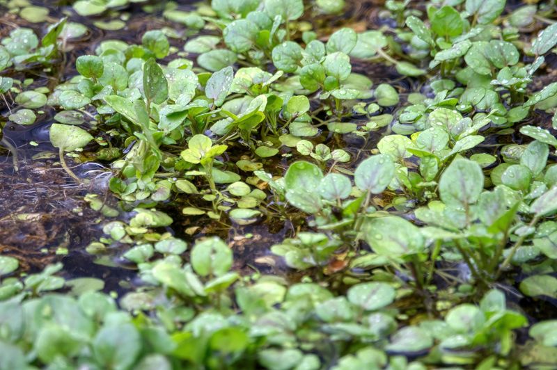 Watercress