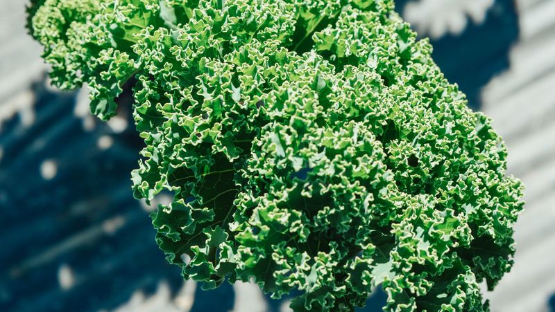 Curly Kale